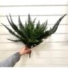Artificial Boston Fern 48cm UV & IFR