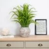 Artificial Fern Display 62cm