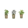 Artificial Herbs Set Of 3 -Artificial Plant Shop artificial herbs set of 3 p569 1394 image
