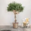Artificial Olive Tree Coffee Wood Trunk 200cm Flame Retardant
