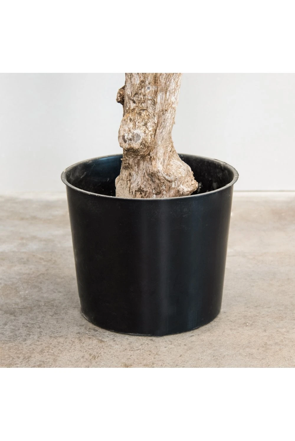 Artificial Olive Tree Coffee Wood Trunk 200cm Flame Retardant 6 Artificial Olive Tree Coffee Wood Trunk 200cm Flame Retardant - Image 4