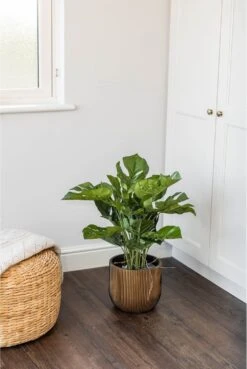 Artificial Philodendron Succulent Plant 60cm 12 Artificial Philodendron Succulent Plant 60cm -Artificial Plant Shop artificial philodendron succulent plant 60cm p467 2361 image