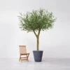 Large Artificial Olive Tree 3m - Inherently Flame Retardant -Artificial Plant Shop large artificial olive tree 3m inherently flame retardant p951 2494 image
