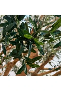 Large Artificial Olive Tree 3m - Inherently Flame Retardant -Artificial Plant Shop large artificial olive tree 3m inherently flame retardant p951 2496 image