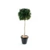 Artificial 150cm Tall UV Protected Bay Ball Tree -Artificial Plant Shop the artificial plants shop artificial 150cm tall uv protected bay ball tree p78 204 image