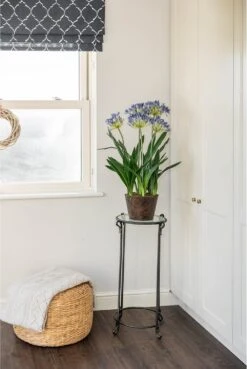 Artificial Agapanthus Display Blue