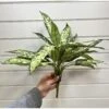 Artificial Aglo Plant IFR -Artificial Plant Shop the artificial plants shop artificial aglo plant ifr p629 2267 zoom