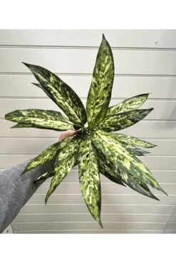 Artificial Aglo Plant IFR -Artificial Plant Shop the artificial plants shop artificial aglo plant ifr p629 2268 zoom