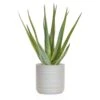 Artificial Aloe Succulent Plant 58cm Potted -Artificial Plant Shop the artificial plants shop artificial aloe succulent plant 58cm potted p452 1093 image
