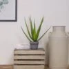 Artificial Aloe Succulent Potted Plant 50cm
