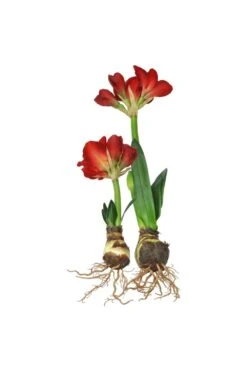 Artificial Amaryllis Red 73cm & 36cm
