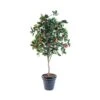 Artificial Apple Tree 180cm -Artificial Plant Shop the artificial plants shop artificial apple tree 180cm p398 884 image