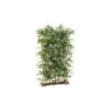 Artificial Bamboo Hedge Dense - 3 Sizes -Artificial Plant Shop the artificial plants shop artificial bamboo hedge dense 3 sizes p131 334 image