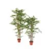 Artificial Bamboo New -Artificial Plant Shop the artificial plants shop artificial bamboo new p354 791 image