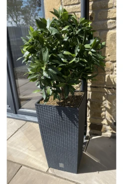 Artificial Bay Ball Display