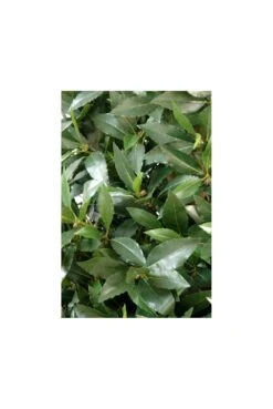 Artificial Bay Laurel Tear Drop -Artificial Plant Shop the artificial plants shop artificial bay laurel tear drop p92 230 image