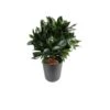 Artificial Bay Leaf Ball -Artificial Plant Shop the artificial plants shop artificial bay leaf ball p75 196 image
