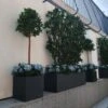 Artificial Bay Leaf Bespoke Hedges -Artificial Plant Shop the artificial plants shop artificial bay leaf bespoke hedges p531 1205 image