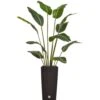 Artificial Bird Of Paradise Arrangement In Black Base -Artificial Plant Shop the artificial plants shop artificial bird of paradise arrangement in black base p342 774 image