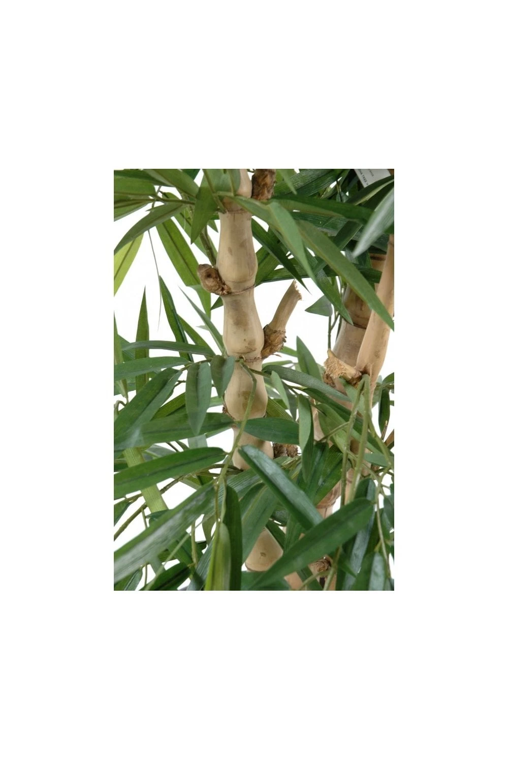 Artificial Buddha Bamboo 4 Artificial Buddha Bamboo - Image 2