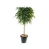Artificial Buddha Bamboo Single Trunk -Artificial Plant Shop the artificial plants shop artificial buddha bamboo single trunk p74 195 image