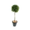 Artificial Buxus Ball On A Stem -Artificial Plant Shop the artificial plants shop artificial buxus ball on a stem p21 37 image