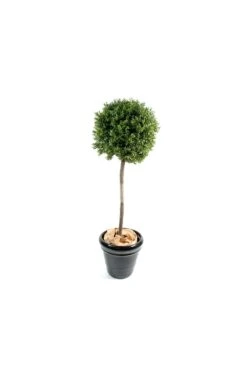 Artificial Buxus Ball On A Stem