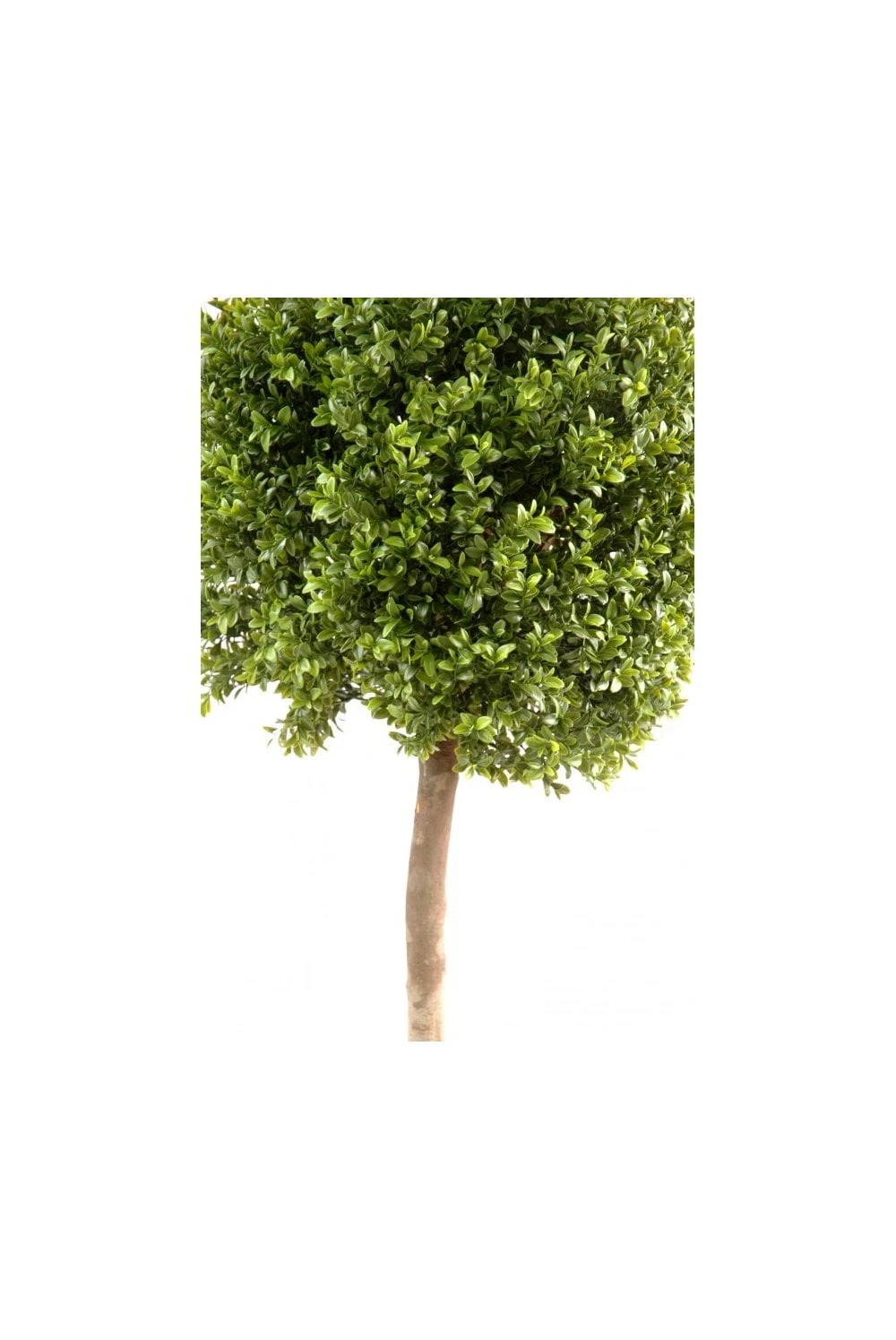 Artificial Buxus Ball On A Stem 4 Artificial Buxus Ball On A Stem - Image 2