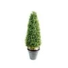 Artificial Buxus Towers -Artificial Plant Shop the artificial plants shop artificial buxus towers p31 70 image
