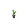 Artificial Cactus 31cm -Artificial Plant Shop the artificial plants shop artificial cactus 31cm p192 460 image