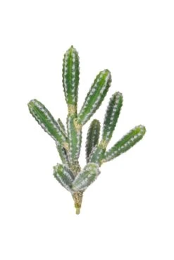 Artificial Cactus Plant