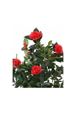 Artificial Camelia Tree -Artificial Plant Shop the artificial plants shop artificial camelia tree p630 1490 image