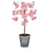 Artificial Cherry Tree Display In Display Pot -Artificial Plant Shop the artificial plants shop artificial cherry tree display in display pot p303 660 image