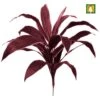 Artificial Cordyline Burgundy - Flame Retardant -Artificial Plant Shop the artificial plants shop artificial cordyline burgundy flame retardant p275 612 image