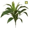 Artificial Cordyline Plant Green