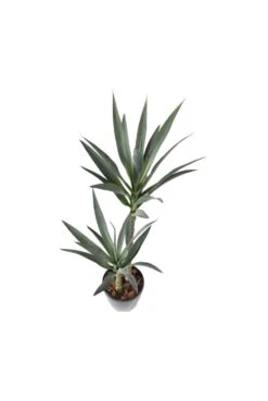 Artificial Double Head Yucca 110cm -Artificial Plant Shop the artificial plants shop artificial double head yucca 110cm p637 1511 image