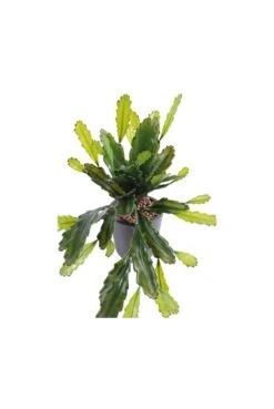 Artificial Epiphyllum Cactus Plant