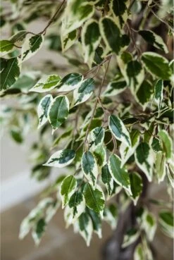 Artificial Ficus Liana Variegated 150cm -Artificial Plant Shop the artificial plants shop artificial ficus liana variegated 150cm p715 2607 image