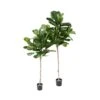 Artificial Ficus Lyrata / Artificial Fig Head Tree -Artificial Plant Shop the artificial plants shop artificial ficus lyrata artificial fig head tree p402 898 image