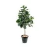 Artificial Ficus Lyrata Fig Tree 210cm -Artificial Plant Shop the artificial plants shop artificial ficus lyrata fig tree 210cm p401 897 image