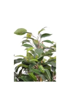 Artificial Ficus Tree Arrangement 60cm -Artificial Plant Shop the artificial plants shop artificial ficus tree arrangement 60cm p58 131 image