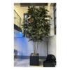 Artificial Full Size IFR Ficus Tree -Artificial Plant Shop the artificial plants shop artificial full size ifr ficus tree p924 2305 image