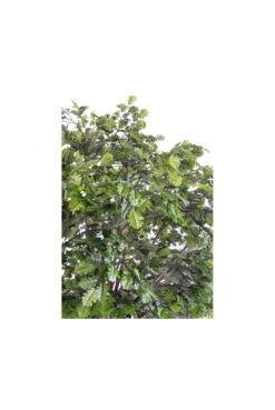 Artificial Full Size Oak Head Tree -Artificial Plant Shop the artificial plants shop artificial full size oak head tree p140 352 image