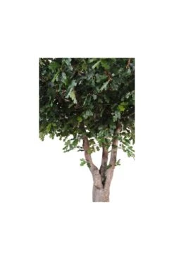 Artificial Full Size Oak Tree -Artificial Plant Shop the artificial plants shop artificial full size oak tree p143 361 image