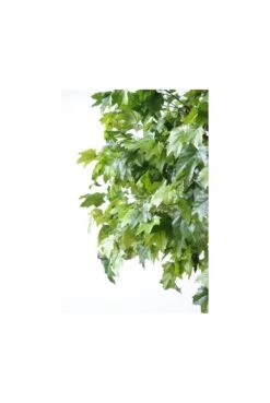 Artificial Full Size Sycamore Tree -Artificial Plant Shop the artificial plants shop artificial full size sycamore tree p145 365 image