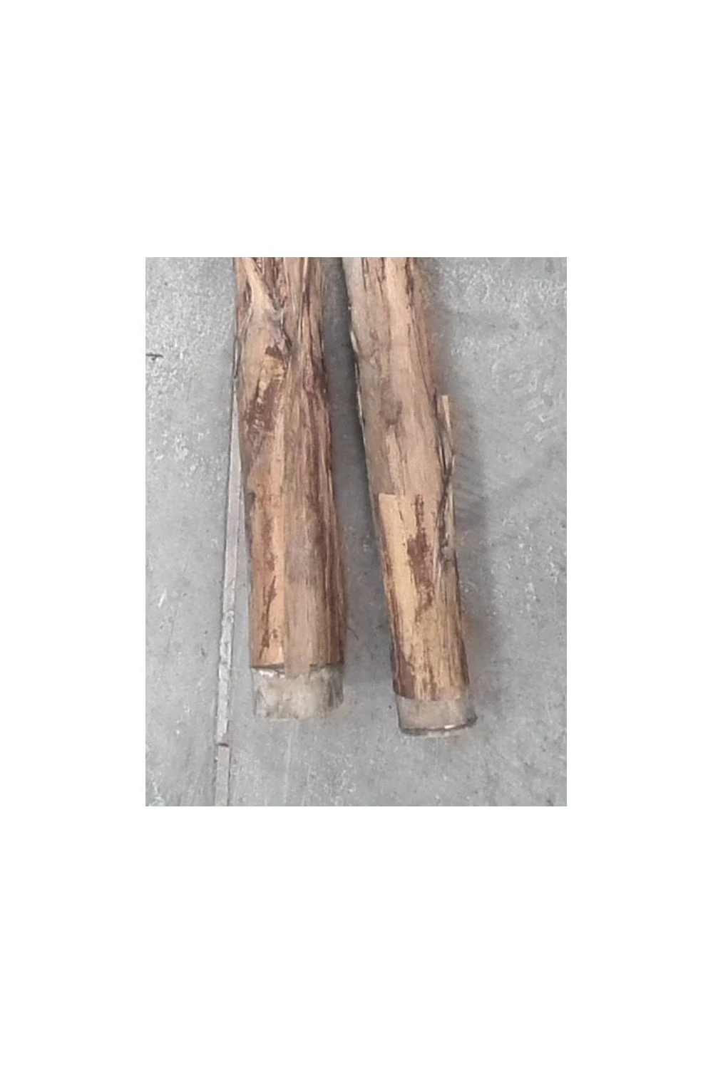 Artificial Giant Banana Palm 4 Artificial Giant Banana Palm - Image 2