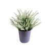 Artificial Heather Plant -Artificial Plant Shop the artificial plants shop artificial heather plant p378 846 image