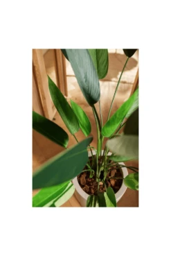 Artificial Heliconia 175cm Tall -Artificial Plant Shop the artificial plants shop artificial heliconia 175cm tall p905 2215 image