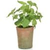 Artificial Herb - Basil Plant -Artificial Plant Shop the artificial plants shop artificial herb basil plant p280 624 image
