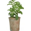 Artificial Herb - Mint Plant -Artificial Plant Shop the artificial plants shop artificial herb mint plant p264 568 image